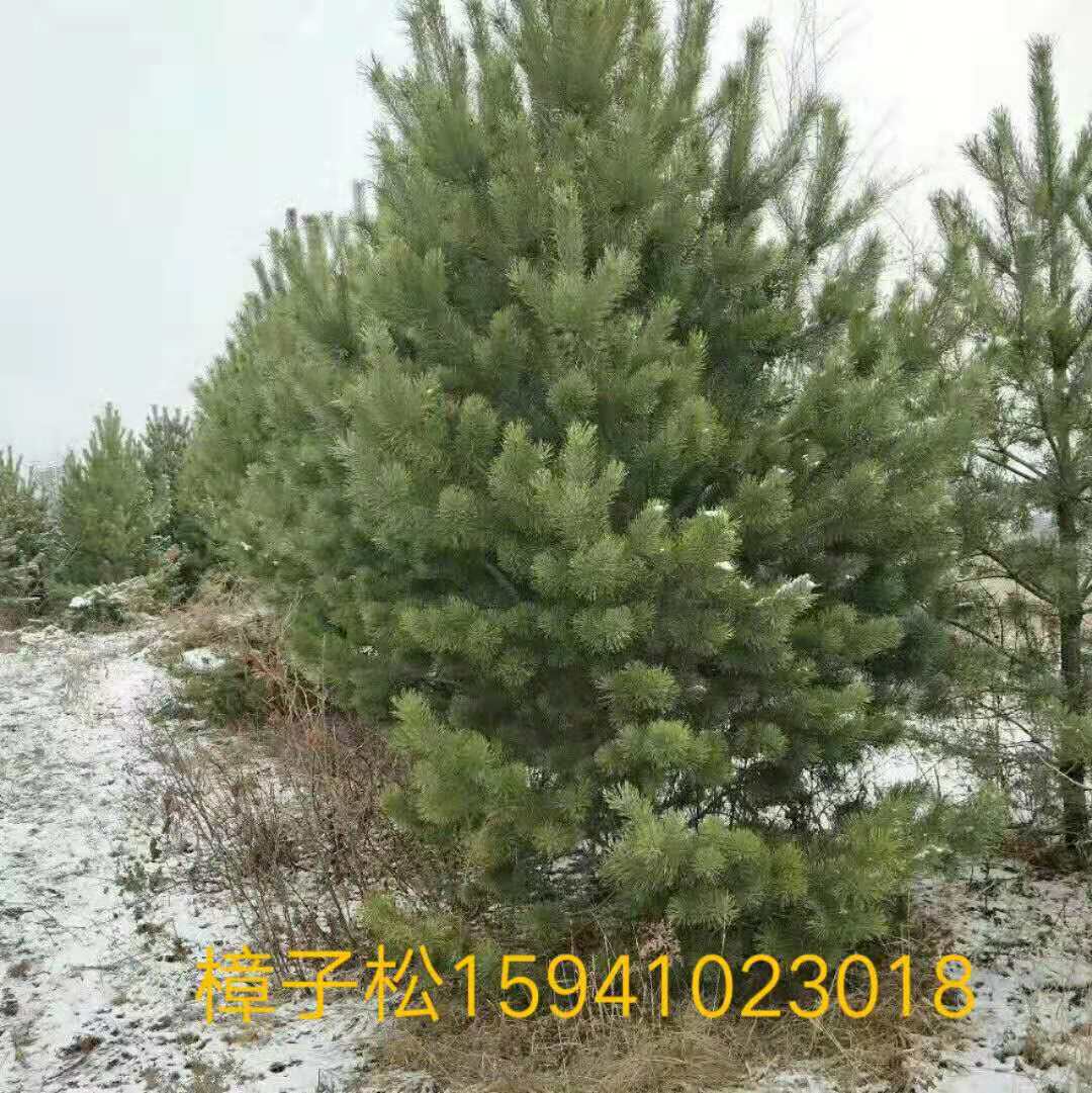樟子松杯苗,树苗,樟子松树苗_大山谷图库
