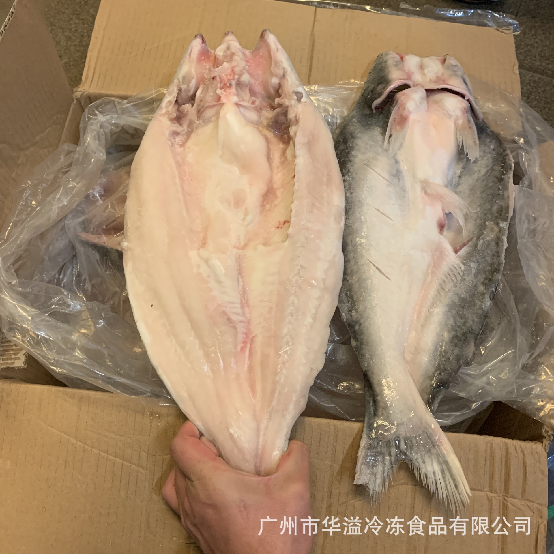 越南活冻开背巴沙鱼烤鱼无冰16斤 箱广州批发冷冻巴沙鱼烤鱼 阿里巴巴