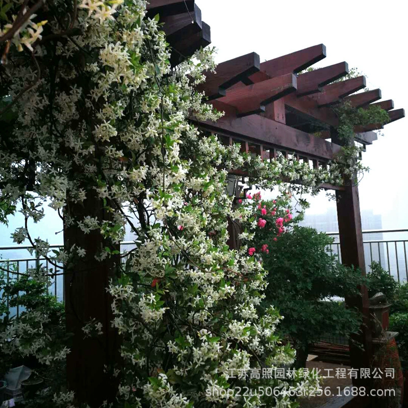 Настенное озеленение ветряная мельница жасмин горшечное растение балкон двор вьющееся растение белый камень жасмин