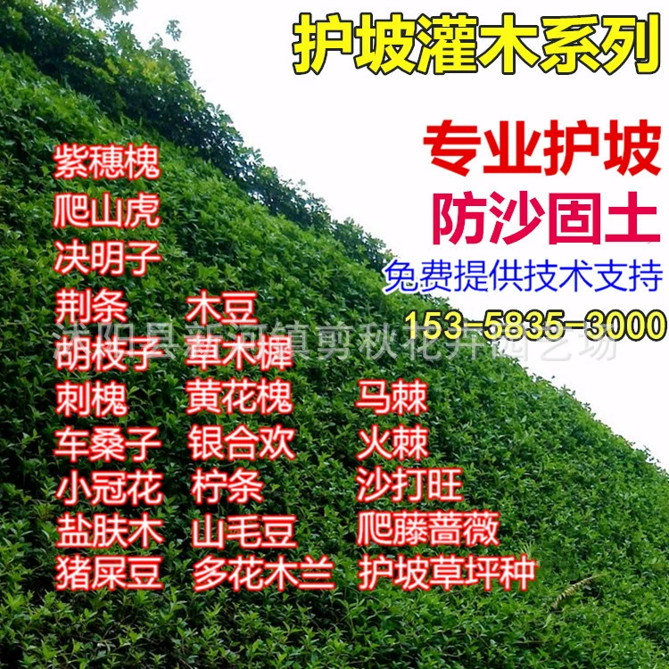 Оптовая защита склонов семена кустарника цветок короны Amorpha fruticosa экскременты свиньи фасоль Leucaena leucocephala korshinskii карагана многоцветковая Магнолия леспедица