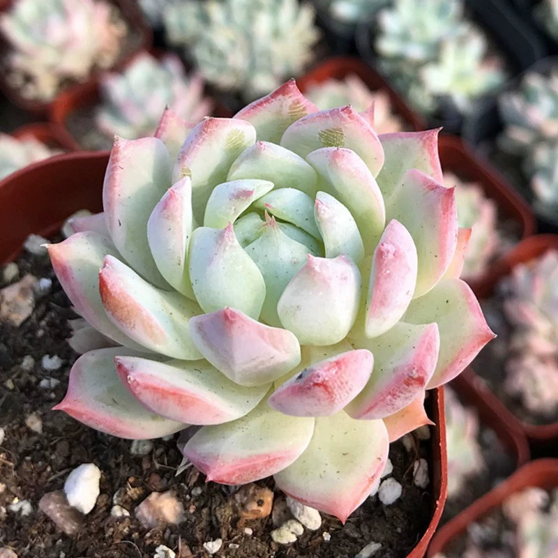 Мясистое растение TP Tibi мясистый цветок зеленое растение в горшке офис