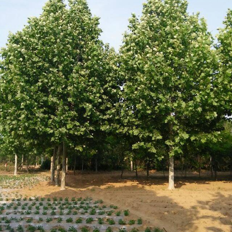 基地直销法桐树苗 有多年种植经验土壤适应力桐树苗 价格优惠-阿里巴巴