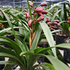 4 seedlings orchid Ruby Orchid seedlings Hybrid orchid Cymbidium New varieties Flavor orchid Safflower