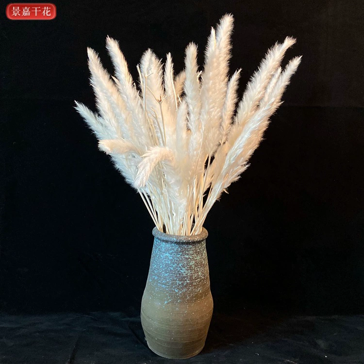 Фабрика тростник сушеные цветы оптом трава Альпака Сушеный Цветок Трава Свадьба ins маленький тростник сушеные цветы украшение Dai Reed