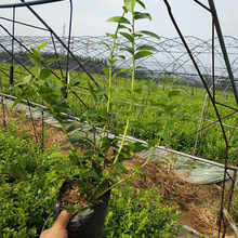 ɽ�|�{ݮ����Nֲ����  ����W�᠖�{ݮ�� ���I�B�� ���l�{ݮ����