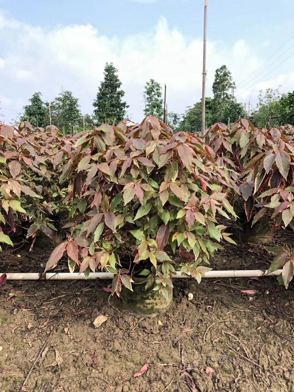 907供应 金边红桑 50-70cm高额袋苗 彩叶灌木-阿里巴巴