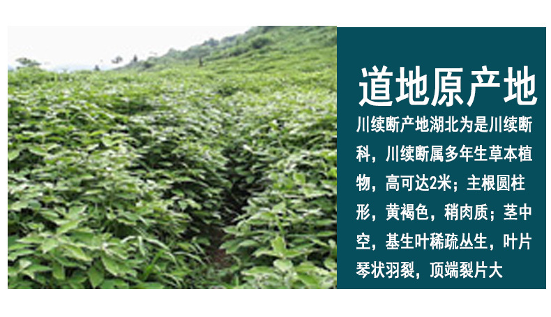 Chuan Duan (Dipsacus asper) — Sulfur-Free Dried Root Slices, 500g quality and texture