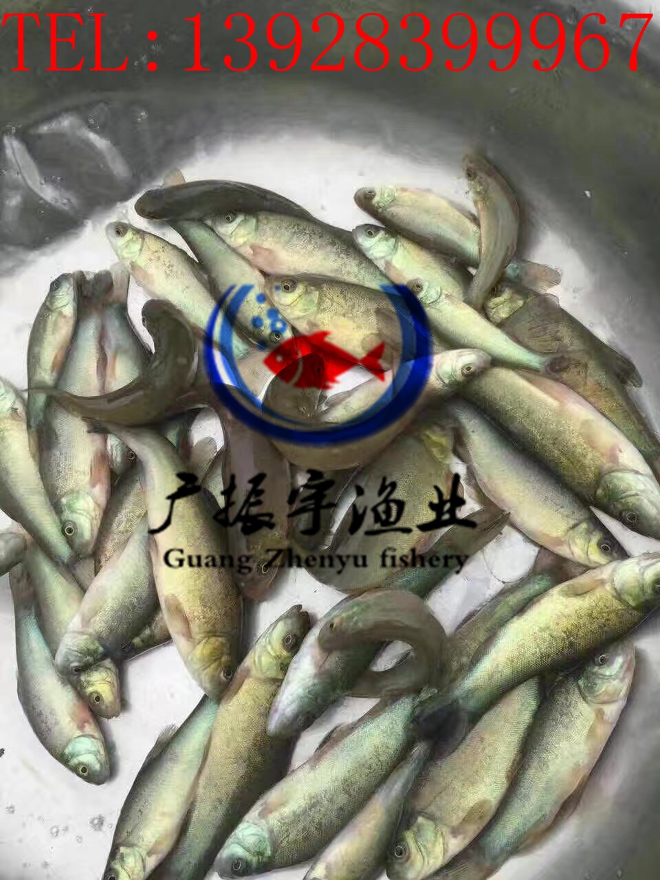 丁桂鱼5