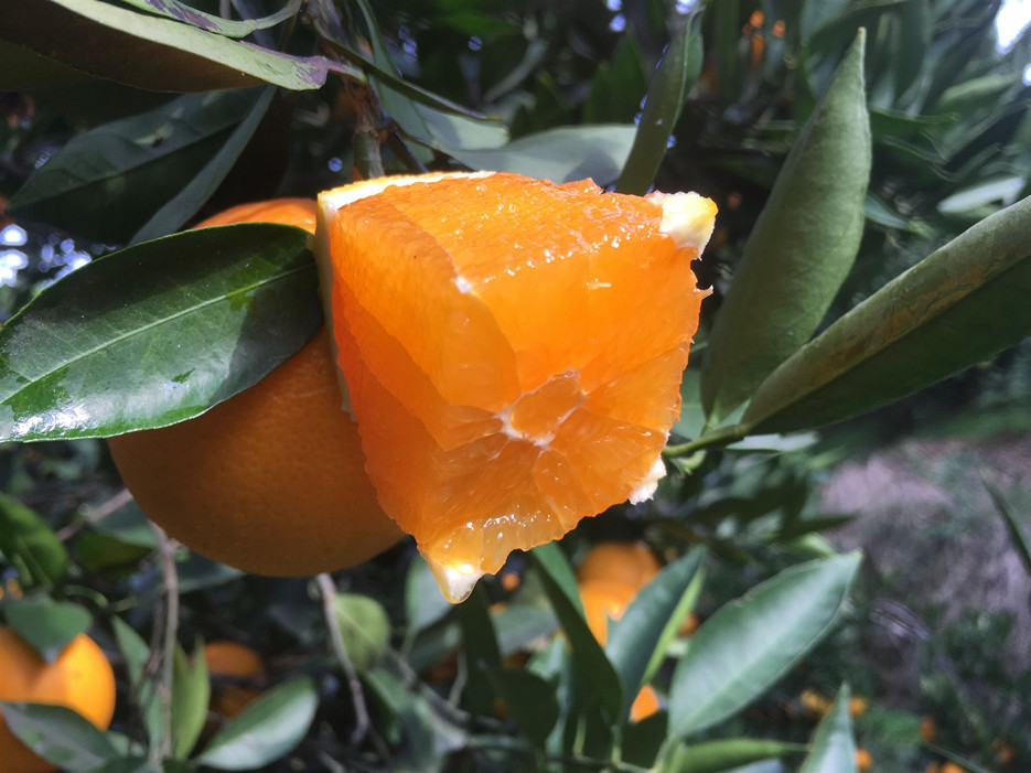 湖北秭归纽荷尔脐橙5斤装 新鲜水果|ru