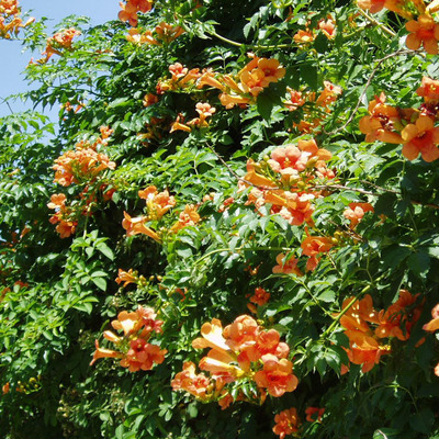 供应凌霄花苗 大花爬墙植物 庭院绿化爬藤花卉 各种园林绿化苗木|ms
