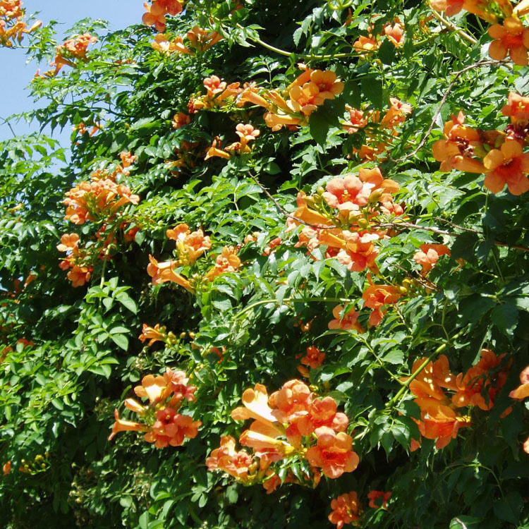 供应凌霄花苗 大花爬墙植物 庭院绿化爬藤花卉 各种园林绿化苗木|ms