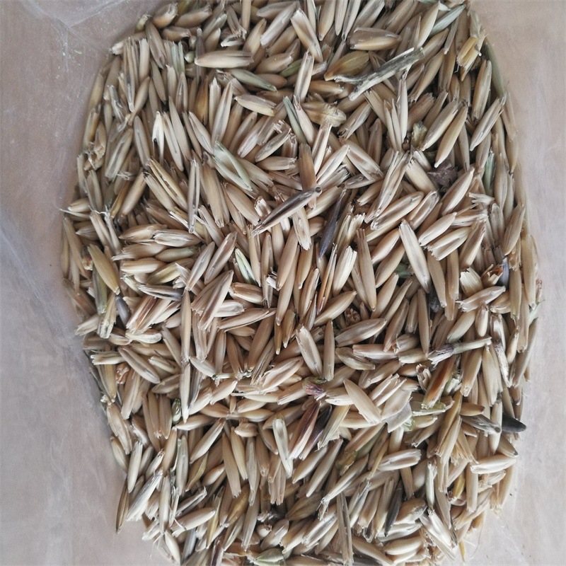 皮燕麦 带皮燕麦 马饲料燕麦 赛马饲用燕麦 饲用燕麦 饲料皮燕麦