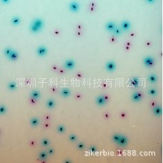 不动杆菌显色培养基