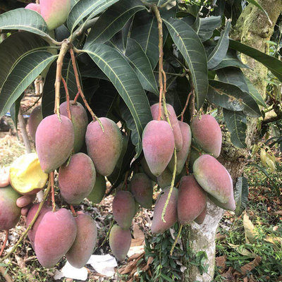 现摘新鲜水果海南贵妃芒树上树皮薄多汁9斤包邮一件代发|ru