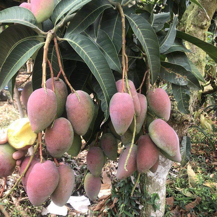 现摘新鲜水果海南贵妃芒树上树皮薄多汁9斤包邮一件代发|ru