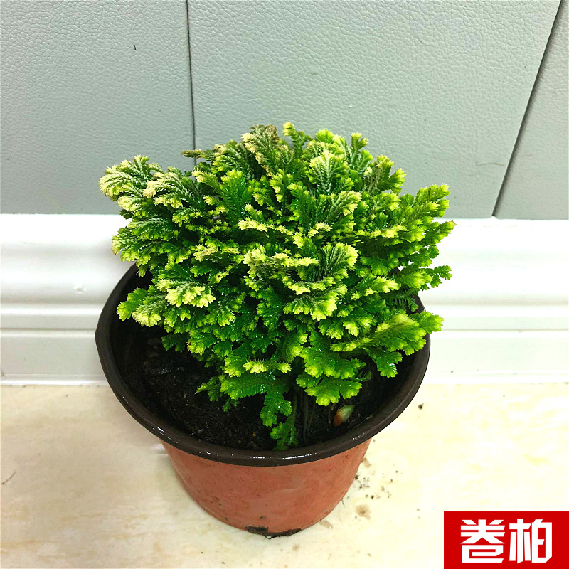 Planta verde de escritorio mayorista flor de oficina flor de rosa verde árbol rico base de plantas de maceta interior suministro image 36