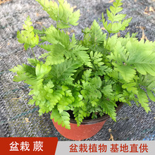 蕨类植物 绿植盆栽花卉 狼尾蕨 阿波蕨 夏雪蕨 傅式蕨 铁线蕨