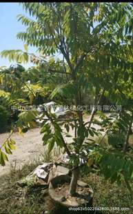 ����ֱ�N �S����� �S��� ����֦�� ��ȹ��� ��Ҏ�� �G����r