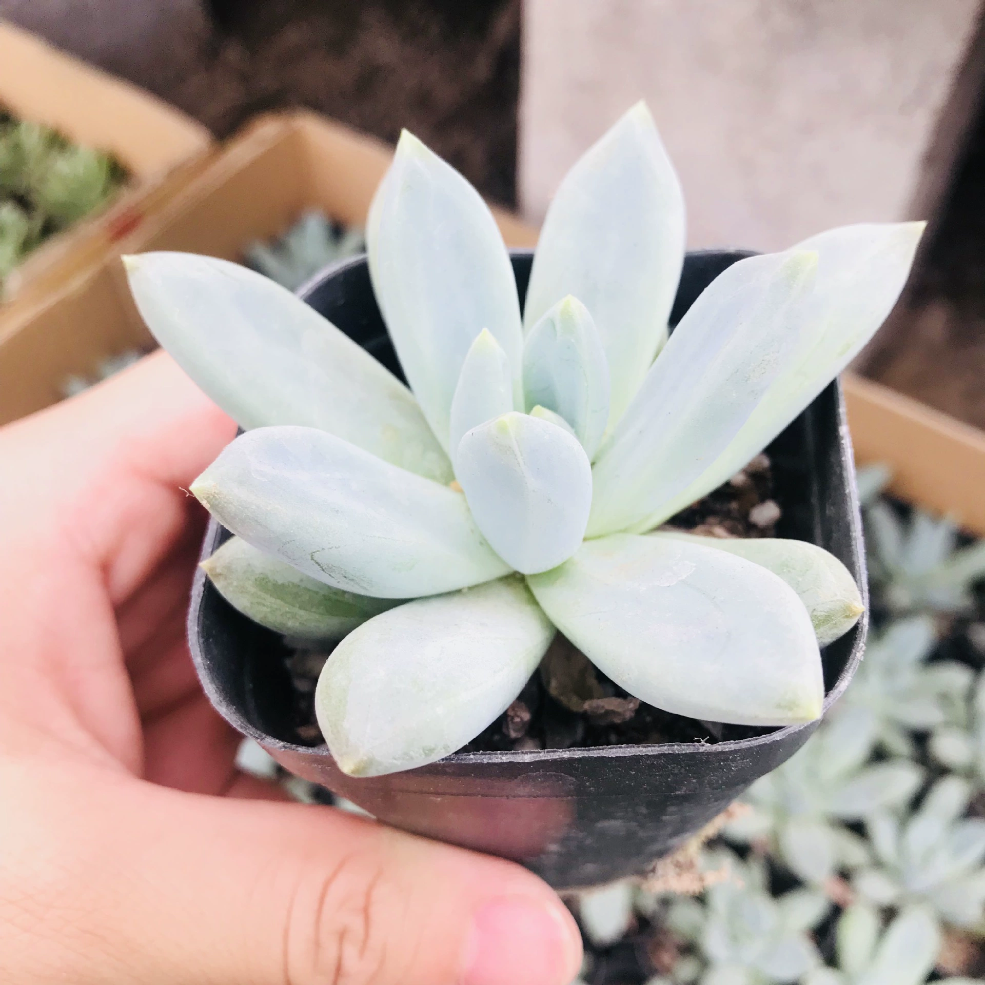 Мясистое растение оптом Комбинация в горшке Симпатичное мясо Landai Lotus Поглощает формальдегид Комнатные цветы Хорошее повышение Мясо Landai Lotus