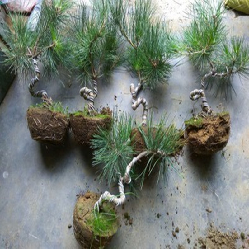 种植基地 黑松小苗 大苗可盆栽造型工程绿化 成活率高