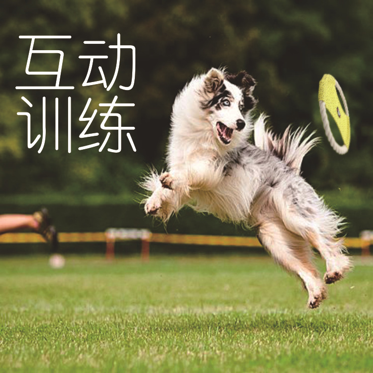 BHG17101-04飞盘-6