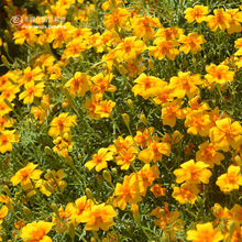 密花孔雀草種子 密花孔雀草種子批發 促銷價格 產地貨源 阿里巴巴