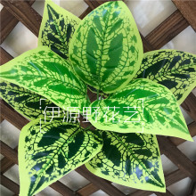 ���滨9��С�������~�� �Gɫ����ֲ���Ĉ@�־Gֲ�b���ٻ�