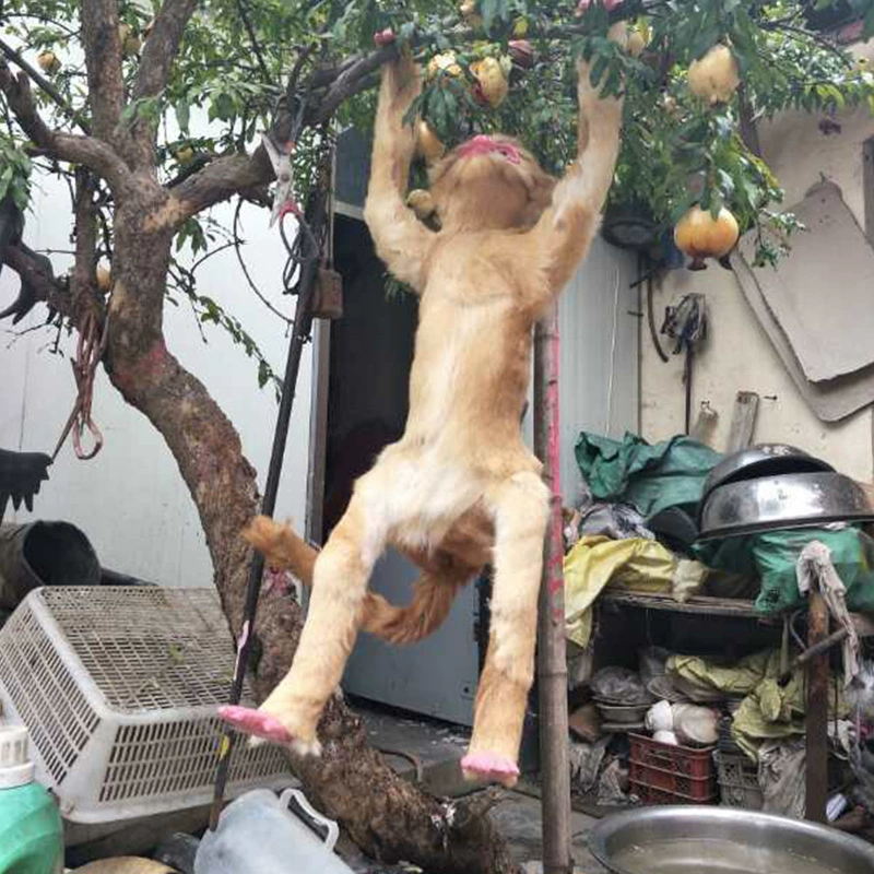 Модель животного, реквизит для путешествий, минифигура, обезьяна, оптом, на заказ