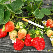 安徽草莓苗之乡 明通农业脱毒草莓苗基地现货供应 当年结果草莓苗