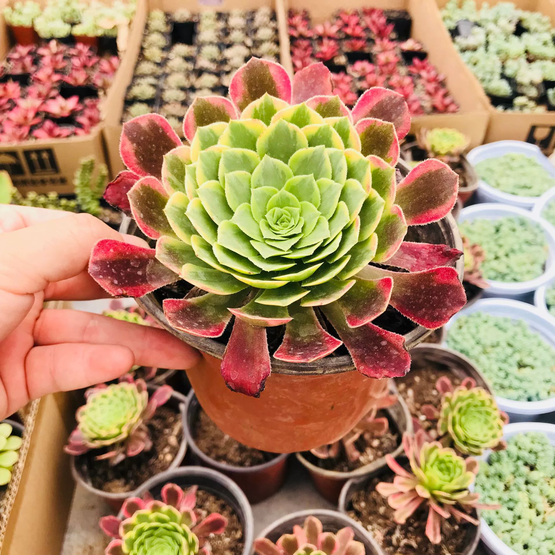 Сочные Растения Оптом Сочные Маг В Горшке Sanxian Карнавал Комнатный Цветок Горшечное Растение База Прямые Волосы