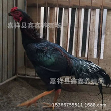 出售斗鸡苗 出售越南斗鸡  出售中原斗鸡  斗鸡价格 斗鸡养殖场
