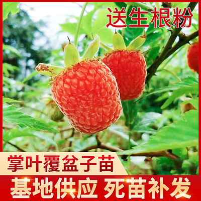 掌叶覆盆子苗 基地种植红树莓果苗 可盆栽覆盆子果苗现货批发供应