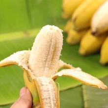 廣西甜糯西貢蕉粉蕉小米蕉香蕉1斤裝應季水果新鮮包郵現摘無催熟