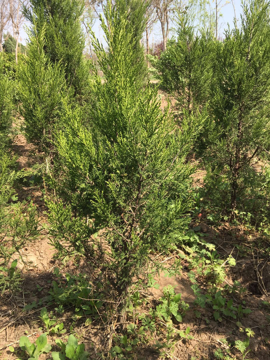 批发塔柏桧柏蜀桧龙柏树苗 绿化工程苗木 规格全色块灌木基地直销-阿里巴巴
