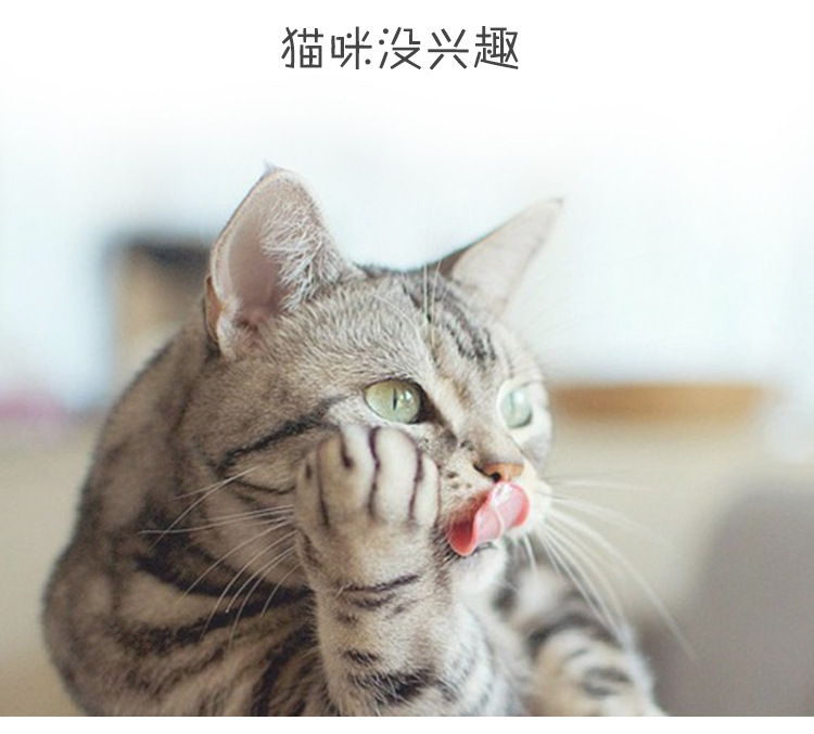 Pet Products Pet products Pet products Cat toys diy Ringing paper glass diamond Cat tease stick Colored ringing paper cat tease stick Cat toy Application Scenario