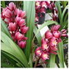 undefined6 aroma Whelan Cymbidium Light incense Hibiscus Orchid seedlings Indoor orchid Base batchundefined