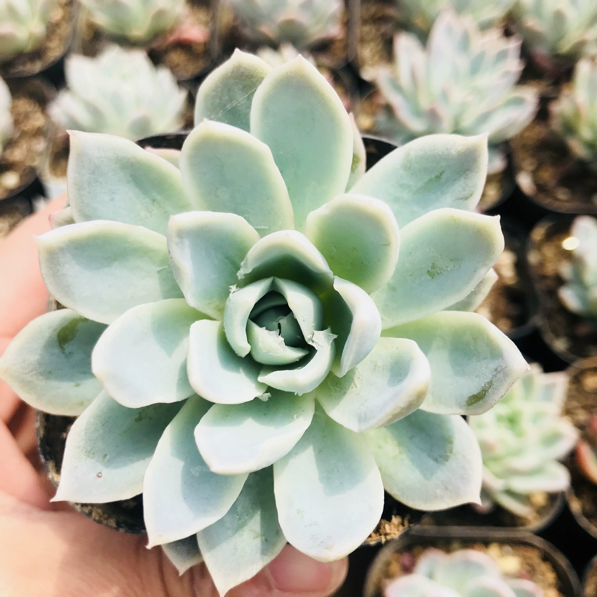 Ледяная Слива Мясистое растение Весело Супер милое мясистое мини-растение в горшке Комбинация гостиной в помещении и на открытом воздухе Блюдо Ледяная слива