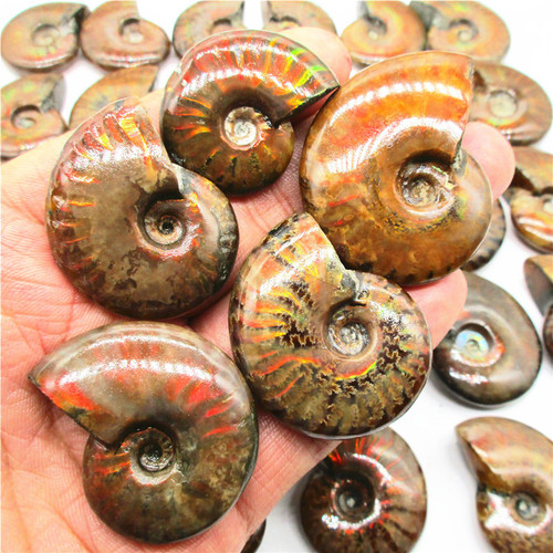 Natural colorful snail fossil ammonite conch paleontological fossil mineral specimen raw stone
