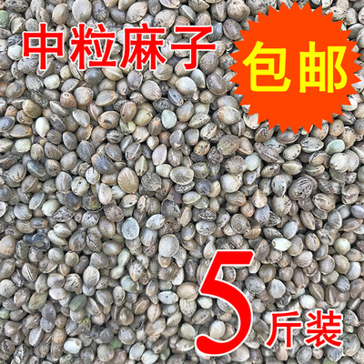 麻子麻籽火麻仁中颗粒鹦鹉鸟食鸟粮饲料仓鼠粮鸽子粮食 5斤包邮