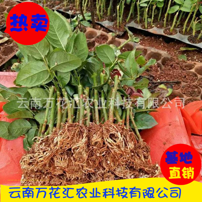 Hot selling rose seedlings Kunming Base rose Seedlings Big flower Boutique rose engineering Four Seasons Rose