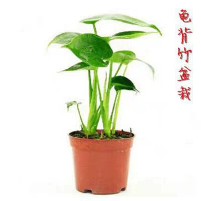 Оптовые Лиственные растения бамбуковые Гидропонные комнатные зеленые растения в горшках на основе черепахи для очистки воздуха