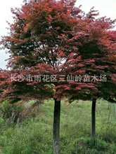 基地批發紅楓 3-4-5-6-7-10-12-15公分紅楓樹苗 日本紅楓價格實惠