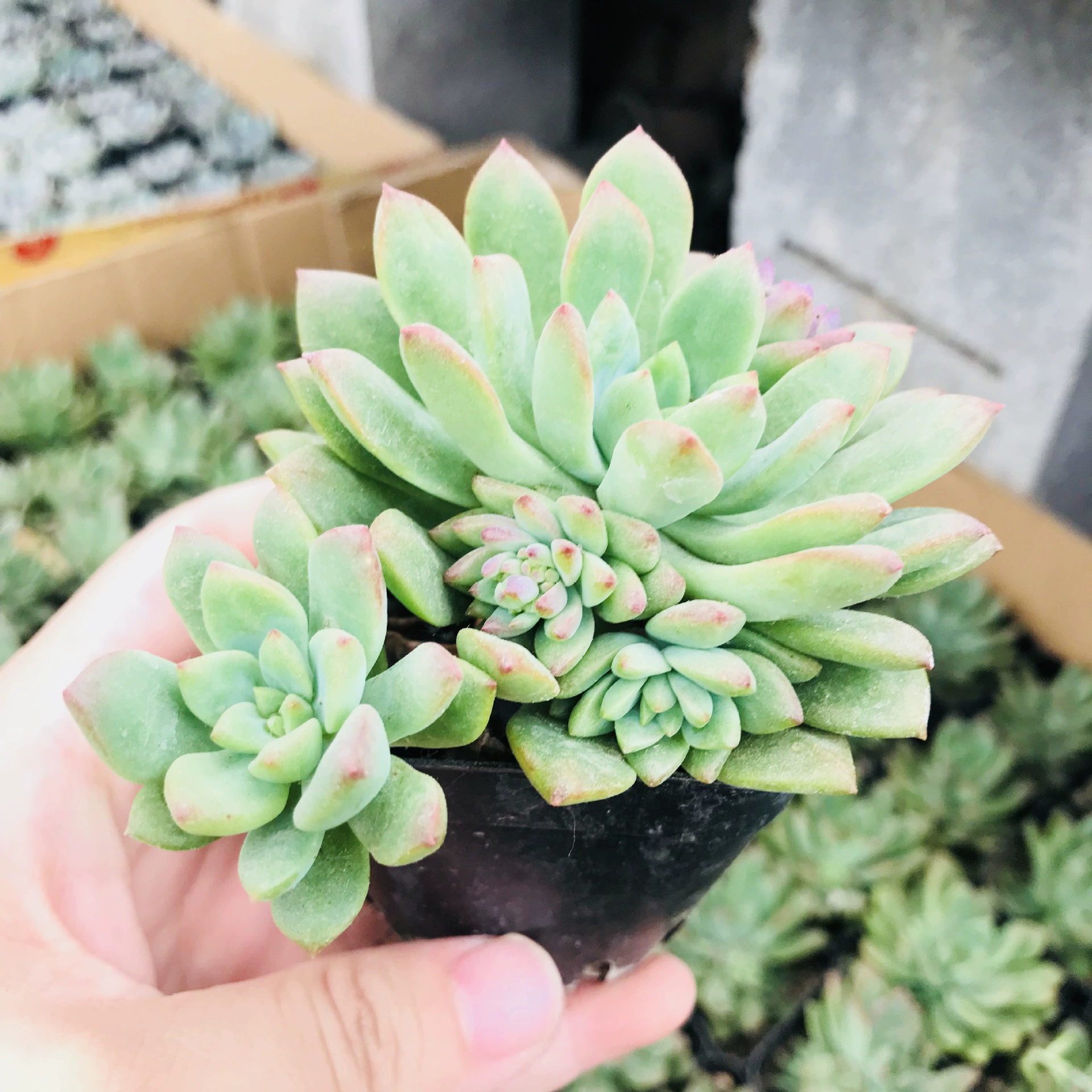 Мясистые растения оптом мясистый Маркус комбинация цветок в горшке Крытый Рабочий стол веселье милое мясо количество консультация