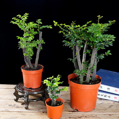 批發小葉紫檀盆栽 室內觀賞四季常青 樹形優美黑骨香盆景淨化空氣