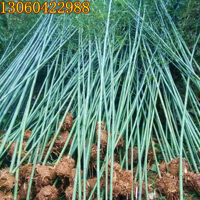陕西竹子批发 周至山区竹子优惠价供应各类青竹/钢竹/金镶玉竹子|ru