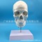 人體頭顱骨附骨縫線及頸椎模型 頭骨模型1:1顱腦頸椎神經科教學