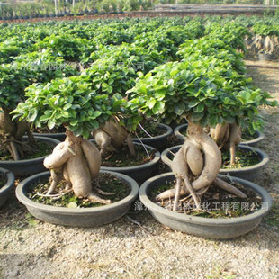 �ع������l�E�A���Ř��辰�˅���Ficusmicrocarpa�^���辰