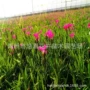 庭院植物盆栽绿化石竹苗