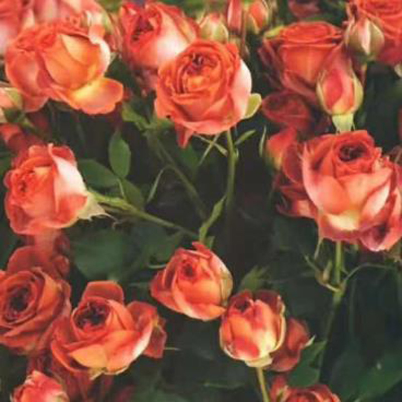 Yunnan Rose Flowers Long rose chocolate Bubble 10 branch/The A generation of fat Air transport