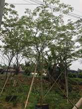 �����e���^��ֲ��໨�ϻ��L�ľ����ֲ��12���֣��ɻ��ʸ�